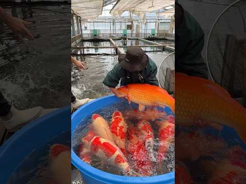 Can’t wait to go back to Harvest Season in Japan 🧡