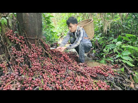 Living alone and gardening in the mountains: harvesting fruit | Triệu Văn Tính