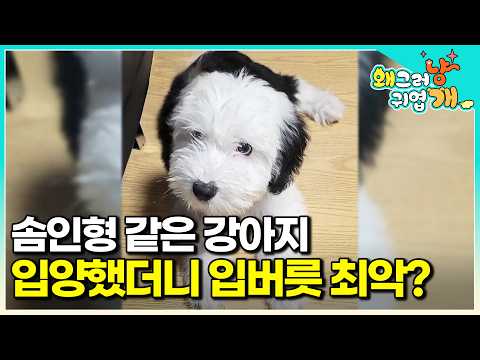 "설쌤 인정 최강 말썽꾸러기" 아기 때 너무 귀여워 입양한 잉글리쉬 쉽독! 날이 갈수록 입버릇이 왜이래? 아무리 혼내봐도 소용없던 버릇을 고친 설채현의 솔루션✨│#왜그러냥귀엽개