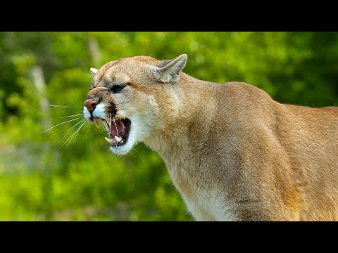 DEADLIEST HUNTERS | Wildlife In The Most Extreme Habitats on Earth | 4K