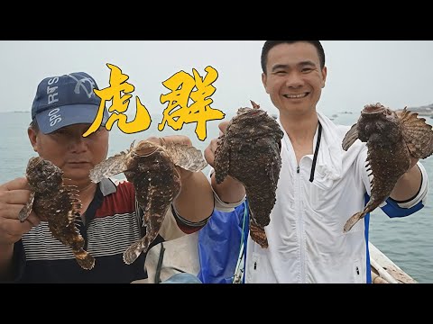 阿烽收蟹笼大发财，竟撞到老虎鱼群，上岸卖数钱都数不过来