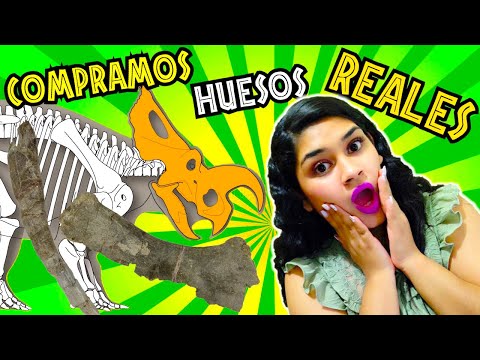 TENEMOS huesos de DINOSAURIO REALES!!!