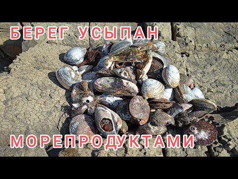 Берег усыпан морепродуктами. Сбор морепродуктов. Шторм мидии, гребешки,Приморье