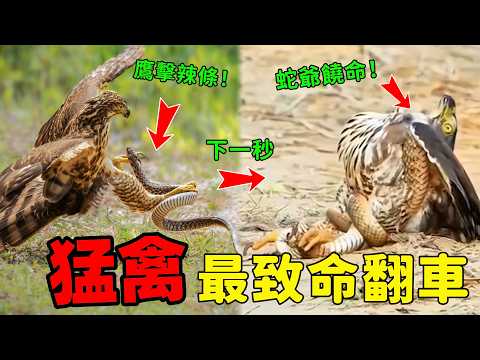 【最強翻盤】老鷹空中狩獵，被獵物當場教育！最後一幕直接封神！|#奇葩百科 #猛禽翻車 #老鷹翻車 #弱肉強食 #動物世界 #世界之最 #TOP10