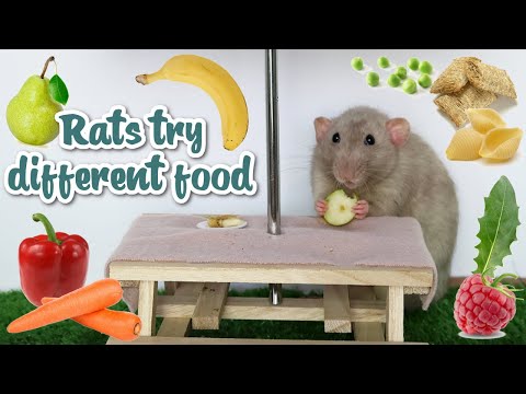 Cute rats trying different foods