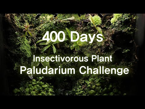 400 Days Of Carnivorous Plant Paludarium Production Growth Process