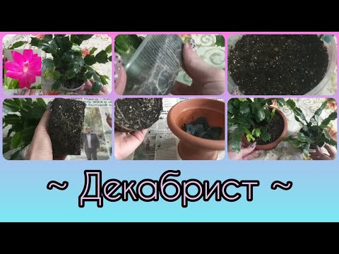 Decembrist (Schlumbergera)🌷Care🌱Replanting🌿Soil composition🌸Roots🌷Selecting a new pot🌱Drainage🌿Do...