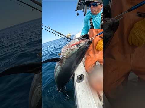 Tuna swim like ROCKETS 🚀