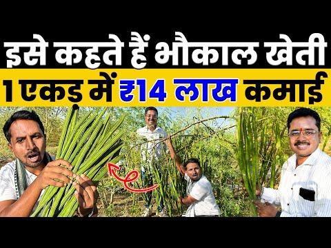Moringa will give huge profit🌿💰A to Z information about Moringa Farming💯🔥Indian Farmer