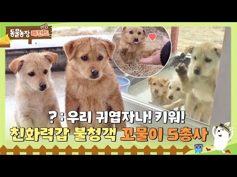 [TV 동물농장 레전드] 🐶:키워! 🤷‍♀️:네? 🐶:키우라고! 홀연히 나타나 마당 점령한 친화력 갑 강쥐 5남매💕  #TV동물농장 #AnimalFarm #SBSstory