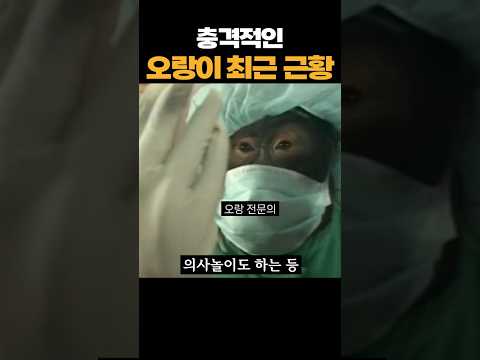 최근 충격적인 오랑이 근황ㄷㄷ