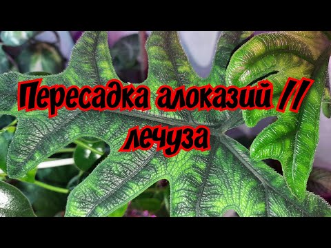Пересадка алоказий // лечуза