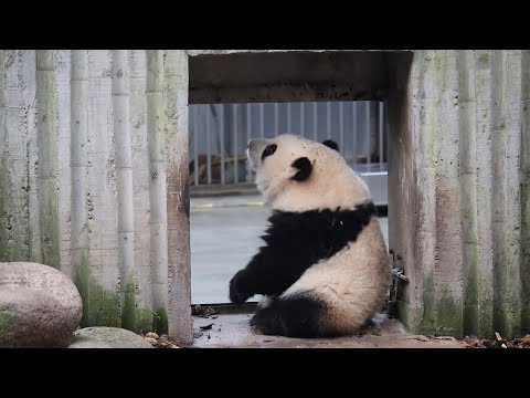 Twenty minutes of immersive watch little HeHua who does not go home and entertains herself outside🌸