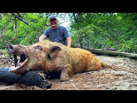 Trapped a Big boar and his sounder. Double drop on the club. (80th hog)