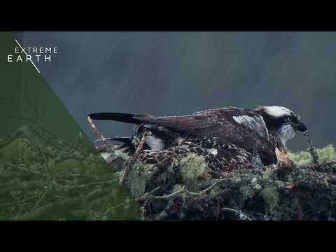 Wildlife Thriving in Scotland’s Wild Heart (4K Documentary)