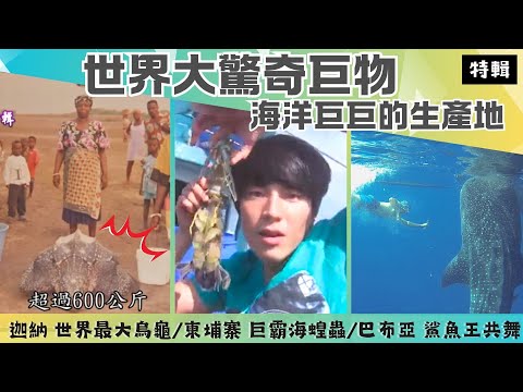 【世界大驚奇 海洋巨物】柬埔寨 巨身海蝗蟲 瀨尿蝦 /迦納 世界最大殺人龜稜皮龜/巴布亞  與鯊魚王共舞鯨鯊共游《世界第一等》特輯S12 唐振剛