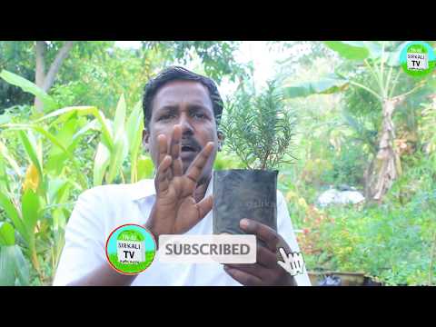 If you have these 5 plants in your house, the whole town will smell good | 5 Air freshener plants...