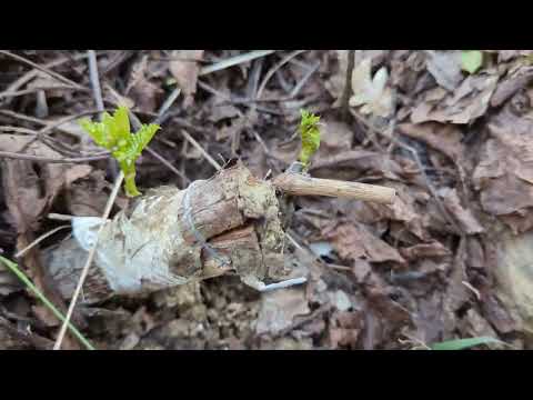 Прививка в расщеп штамба куста винограда (Эксперимент ч.4)