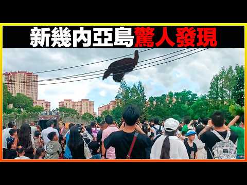 世界上第一個有毒的鳥在新幾內亞被發現，更可怕的事情接踵而至。。。15個新幾內亞島的驚人發現，每一個都跌破眼鏡｜發現｜排名｜世界之最｜地球之最｜獵奇｜睡前故事