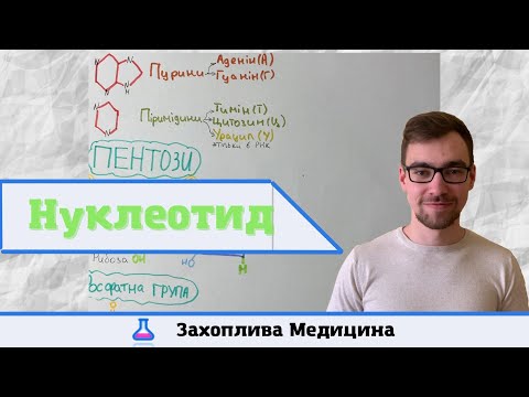 ДНК: будова нуклеотида