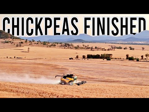 Chickpeas done! What a Relief! | Harvest 2025 Ep 12 | Vlog 440