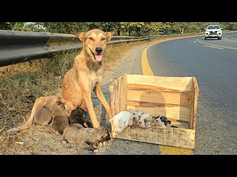 She Kept Staring at the Road… But No One Returned 💔🐶😢