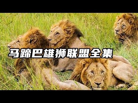 Horseshoe Lions League: From the peak of dominance to the end