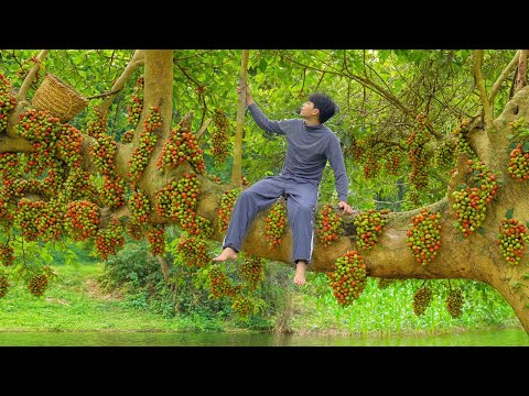 A Simple Day Harvesting Wild Fruits and a Peaceful Life  Trieu Lam