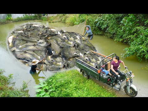 REWIND TIMALSPE -- 300 Days Harvesting A Lot Of Big Carp Fish, Turtle Go To Co Countryside Sell