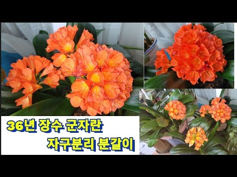 # How to make a gentleman's orchid bloom abundantly: potting soil mix #