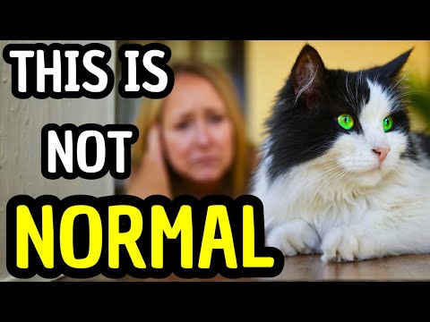 When Your Cat Ignores You, It Means This