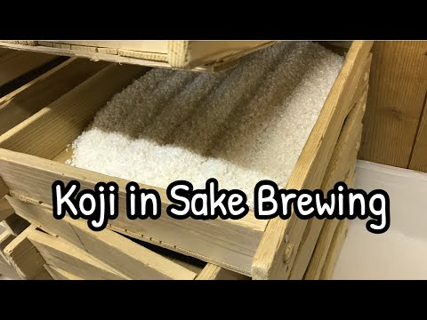 Koji  In Sake Brewing - All You Need To Know