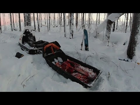 ОХОТА НА ЛОСЯ! ВЫВОЗКА 200 КИЛОГРАММ МЯСА НА БУРАНЕ В -35!