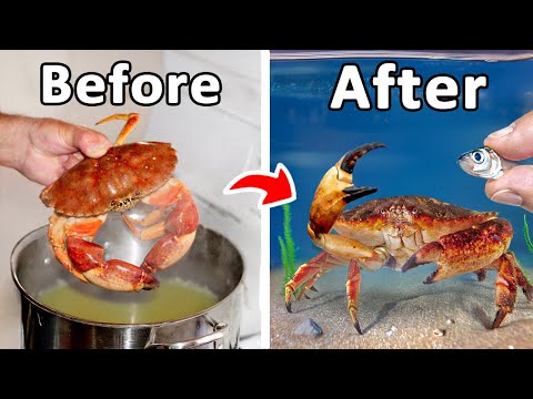 I Raised a Grocery Store Crab as My Pet