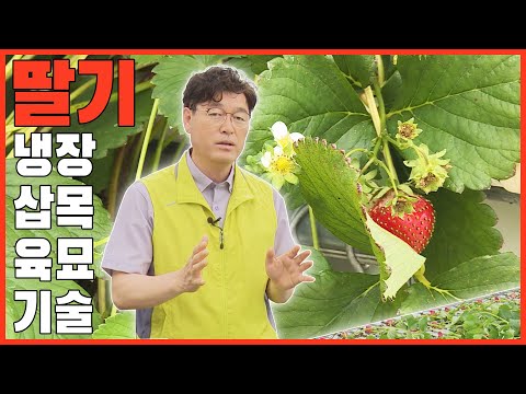 Strawberry refrigerated cutting propagation technology