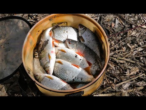 To Plotky on Desna. How many hooks are allowed during spawning ban?