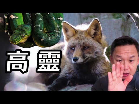 通靈的代價！一個出馬仙的悲慘命運｜老王來了直播精剪