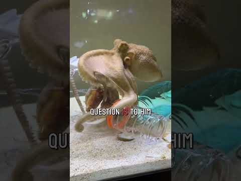 Can Tommy the octopus open a habitrail to get a crab claw? 