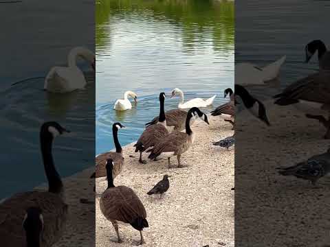 😅They hated her singing #paris🇫🇷 #scary #birds #parisfrance #12th #lake #park #travel #europe
