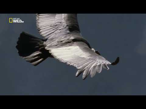 Природа Аргентины. КОШМАР православных баранов