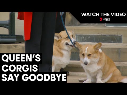 The Queen's last two Corgis say goodbye to their mother | 7NEWS