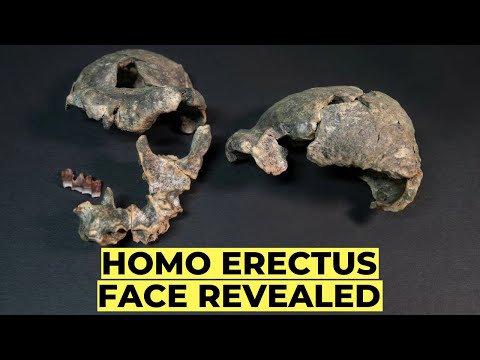 New Face Evidence Rewrites the Homo Erectus Timeline