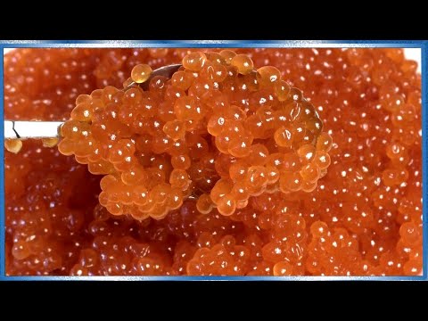 Красная икра, Все этапы засолки икры от А до Я, Правильный тузлук для икры лосося, кета, горбуша,