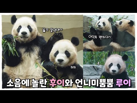 소음에 놀란 후이잉💦웅니무릎에 앉는 후이와 언니미 뿜뿜하는 루이🐼판다 관람하실땐 제발 조용🤫!!!