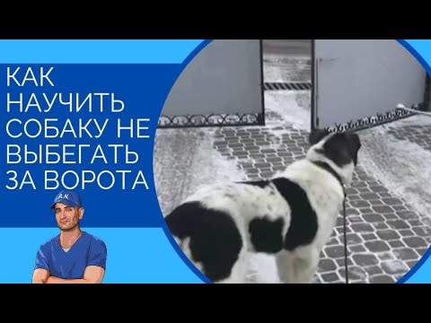 Как научить собаку не выбегать за ворота(Алабай и бурбуль)