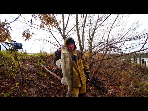 МОЛЧА ВЗЯЛ СВОЙ ТРОФЕЙ. ЭТА ПРИМАНКА СДЕЛАЛА СВОЕ ДЕЛО. ТРОФЕЙНАЯ РЫБАЛКА НА РЕКЕ КЛЯЗЬМА.