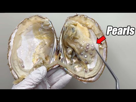 Dissecting a Pearl Oyster with Dozens of Pearls Inside! [Actual Situation]