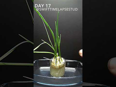 GROWING Garlic Plant | TIME LAPSE
