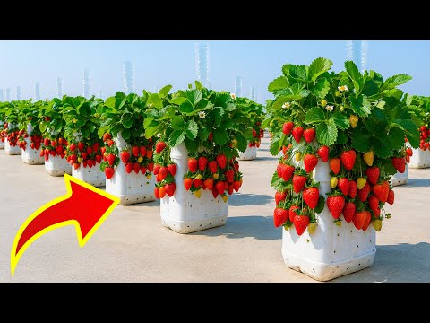 How I Turned My Balcony into a Strawberry Paradise