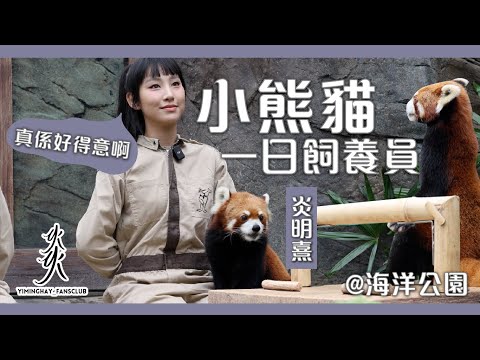 【獨家】Gigi炎明熹首次做小熊貓一日飼養員｜近距離餵超萌小熊貓｜被療癒的一天｜@HKOceanPark